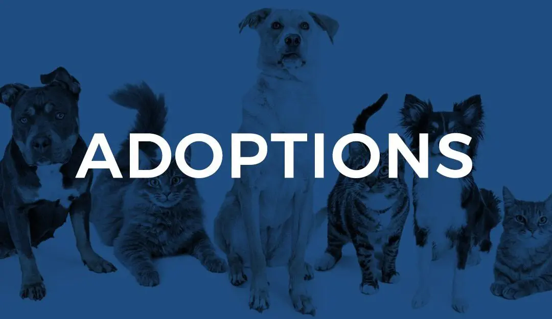 Ready for Adoption: June/July Cats