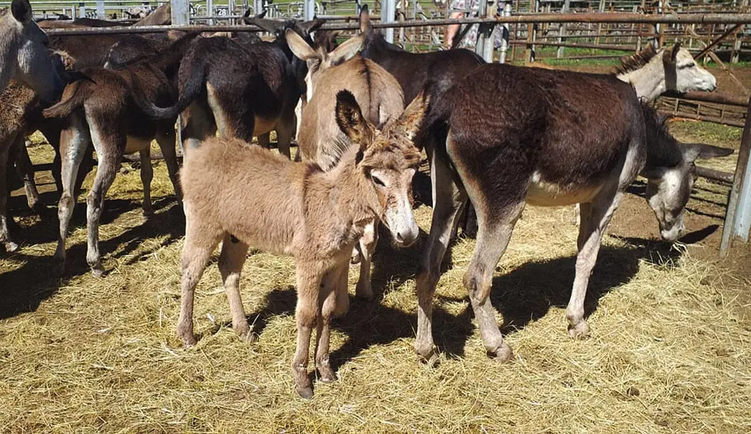 Saving the Donkeys!