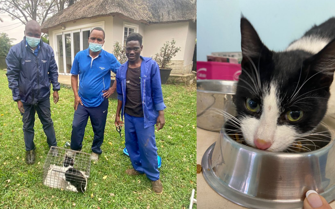 Cat stuck in tree for a week! – Rescued