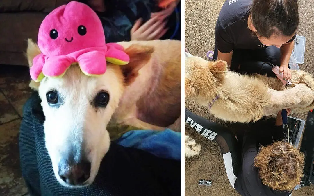 Lilly the pool rescue