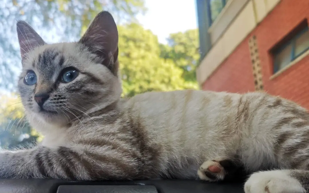 From the Clinic: Misty