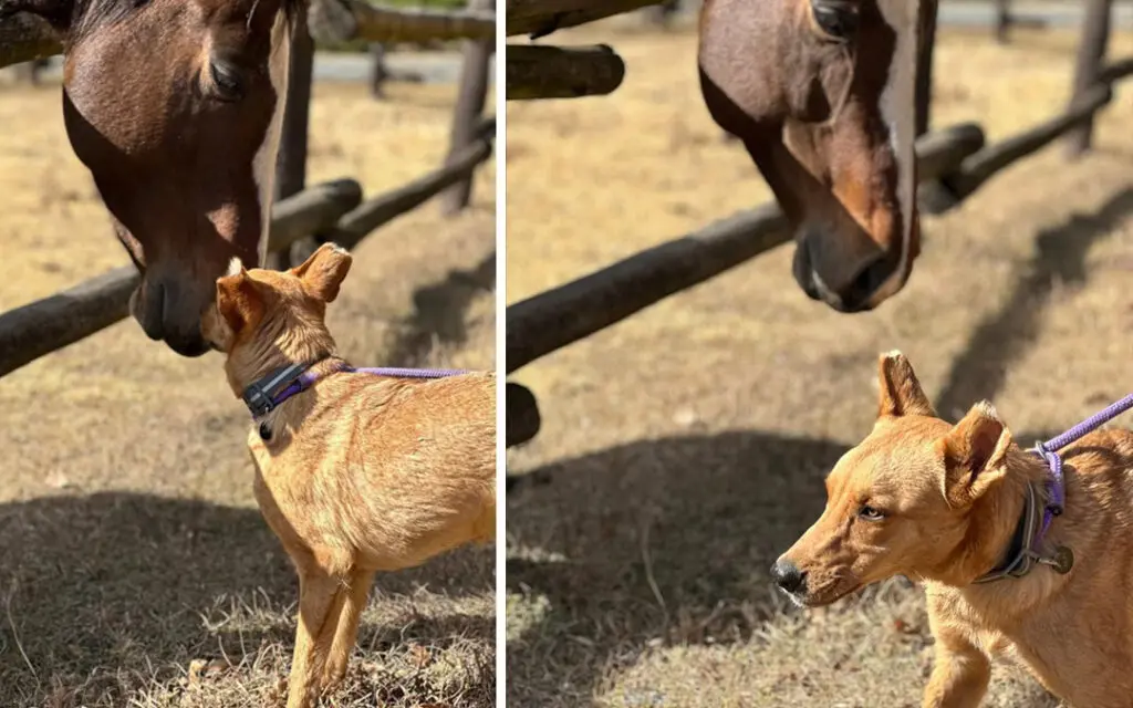 Abused Alfie Rescue Story Kloof & Highway SPCA Inspectorate