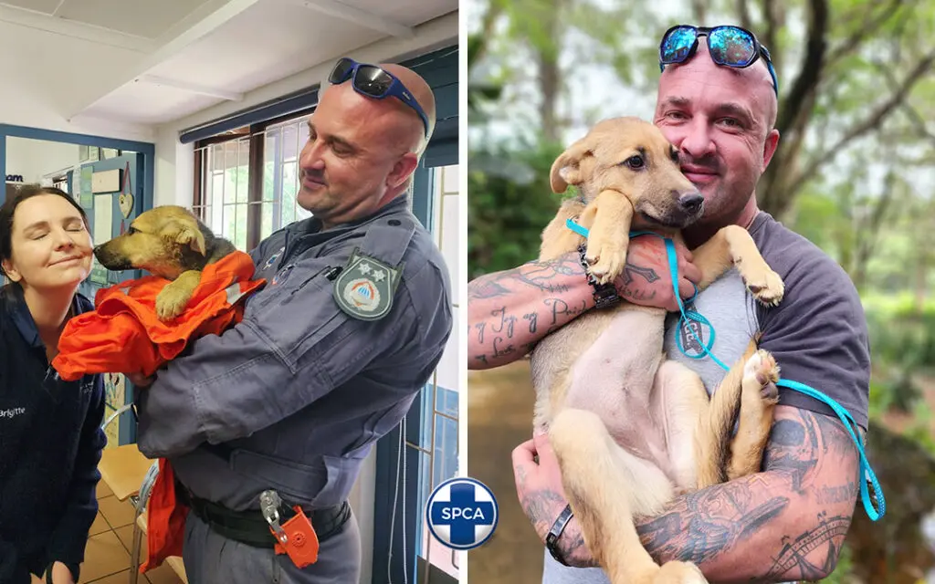 German Shepherd puppy Thea Rescue Story Kloof & Highway SPCA Lee Bryant