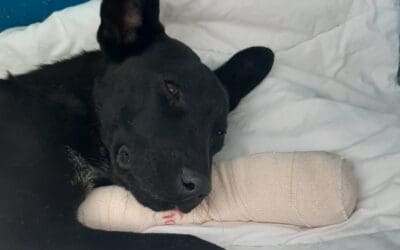 Spoti – Snare Rescue
