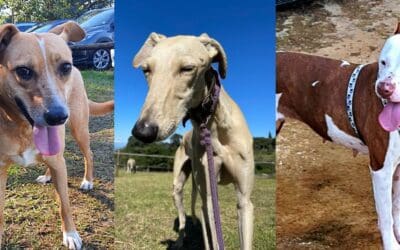Rescue Stories of Mitch, Molly & Noodle