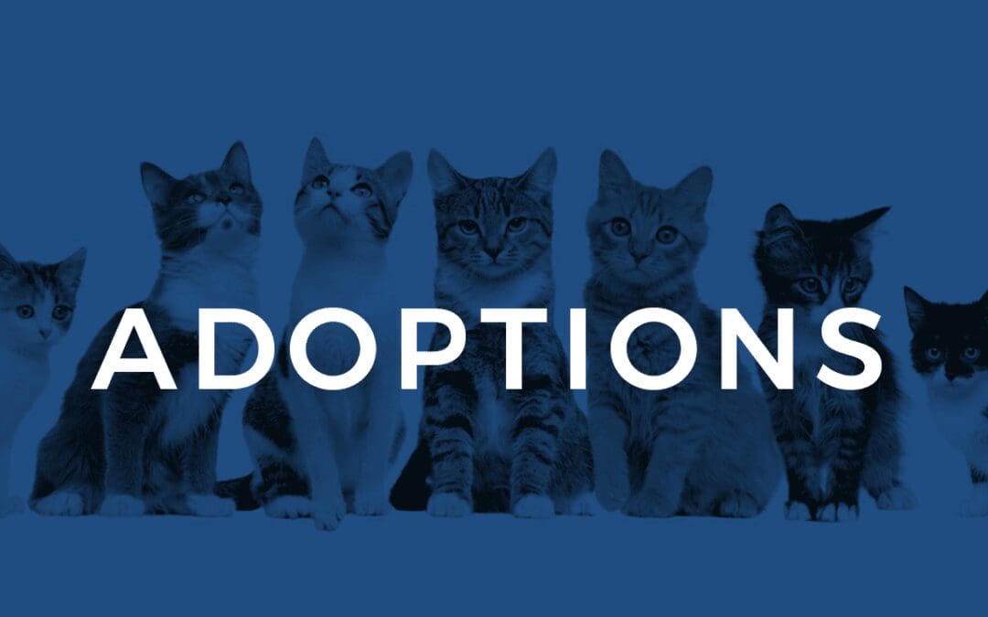 September Adoptions: Cats & Kittens