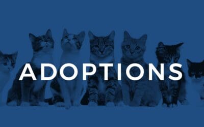September Adoptions: Cats & Kittens