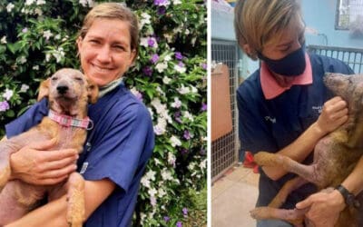 SPCA Hero – Dr Caryl Knox