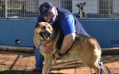 Dog Box 2022
