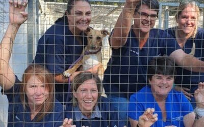 Kloof & Highway SPCA Dog Box Challenge 2022