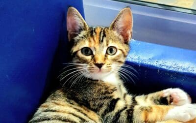 Sponsor a Cat Sofa