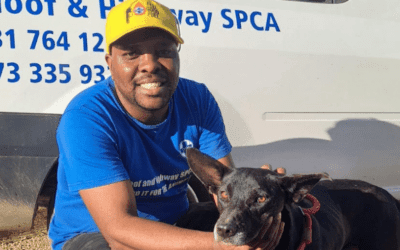 It’s in your power to report animal cruelty.