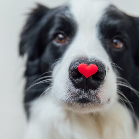 Other Ways to Help Kloof SPCA Donate