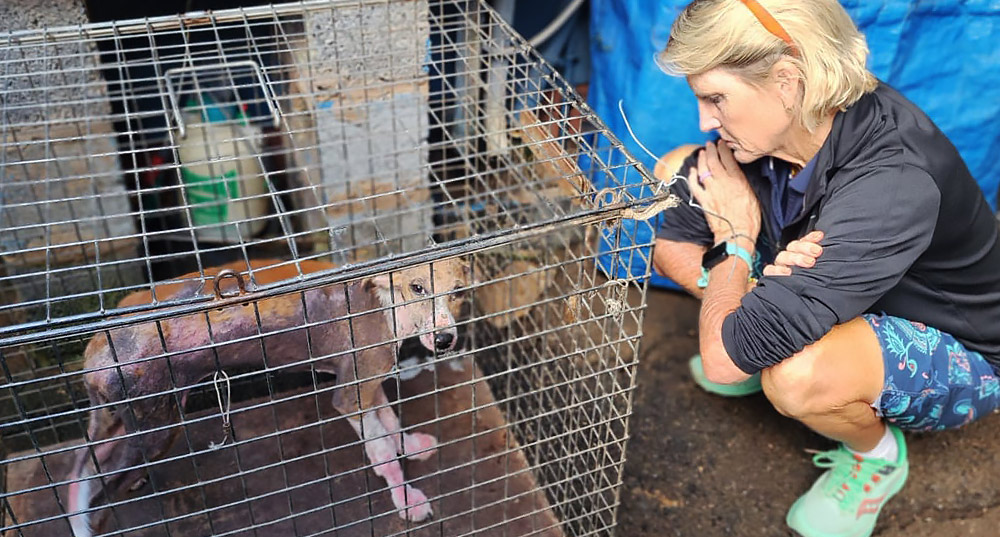 Donate Online to the Kloof and Highway SPCA Clinic