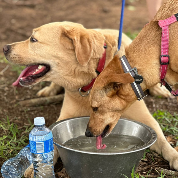 Abused-Alfie-Dog-Rescued-Kloof-and-Highway-SPCA-Inspectorate-4