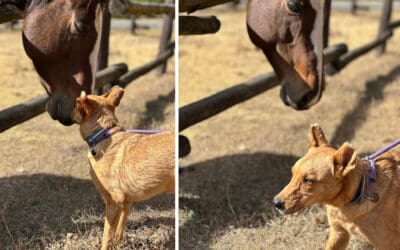 Abused Alfie enjoys new farm life