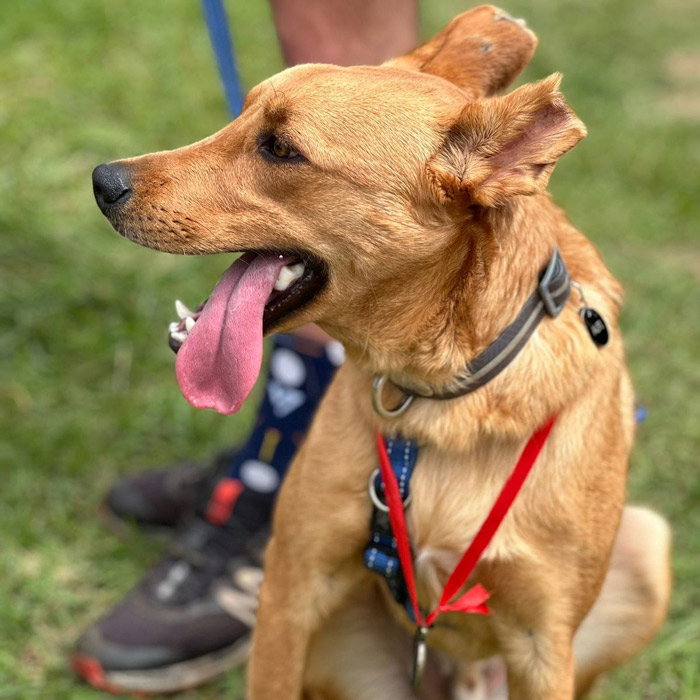 Abused-Alfie-Dog-Rescued-Kloof-and-Highway-SPCA-Inspectorate-5