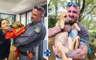 Inspectorate Story: Rescuing Thea