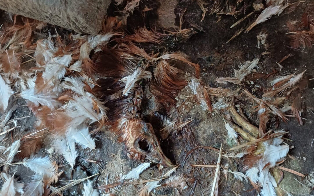Kloof and Highway SPCA Secures Conviction After Severe Neglect