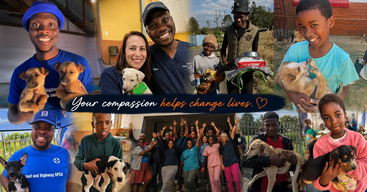 A wide photo montage celebrating the impact of Kloof & Highway SPCA's Outreach Clinic programme. The collage shows SPCA staff, volunteers, families and children caring for rescued dogs and puppies, community members receiving support, veterinary teams at work, and a joyful group photo of the Outreach Clinic team. The Kloof & Highway SPCA logo appears in the top left, with the message, "Your compassion helps change lives." The image conveys hope, kindness, community partnership and the positive impact made possible through donor support.