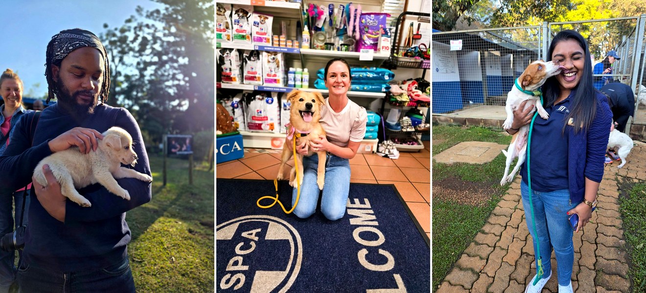 People caring for dogs at Kloof & Highway SPCA