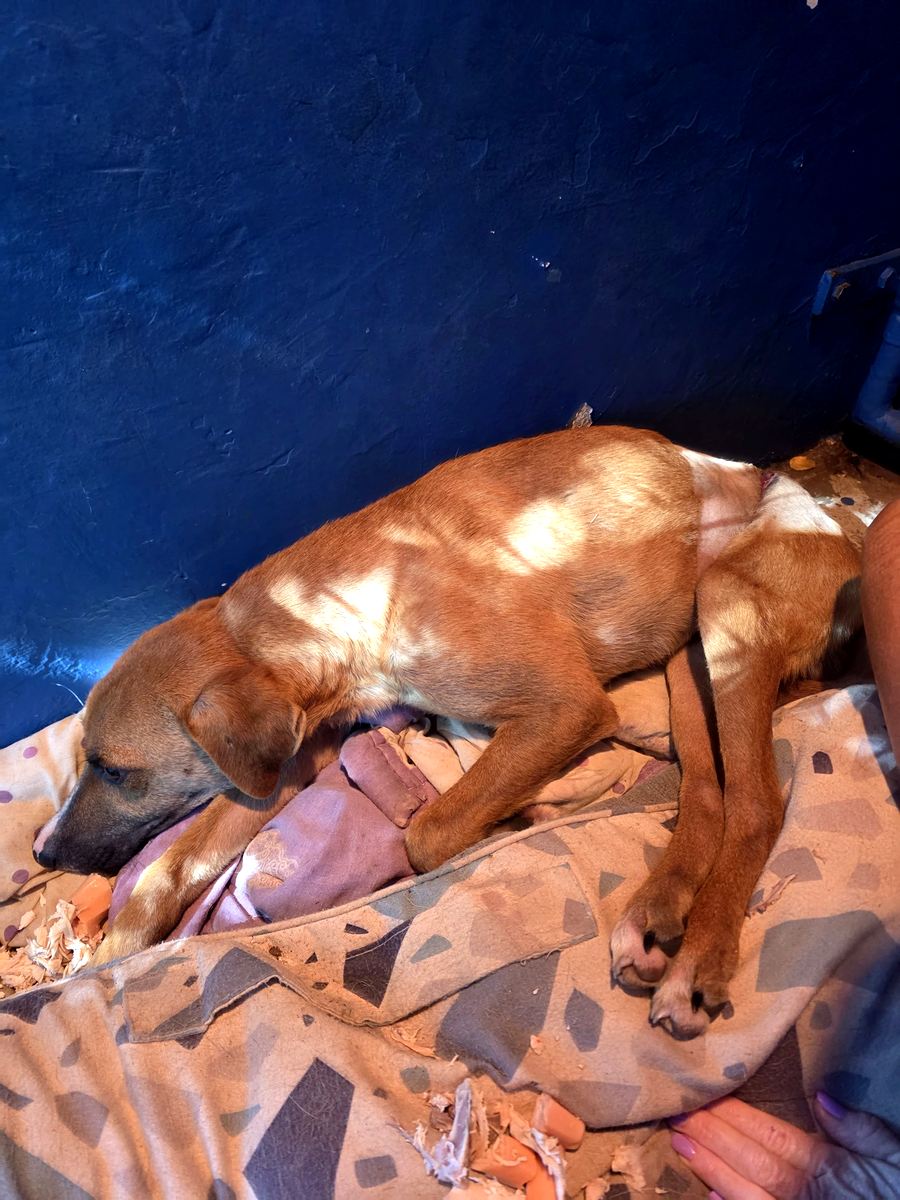 Tom Tom at Kloof & Highway SPCA
