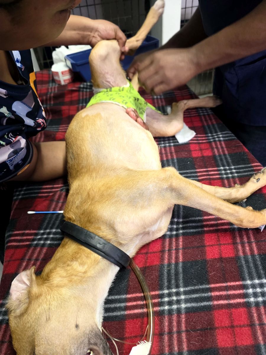 Tom Tom at Kloof & Highway SPCA