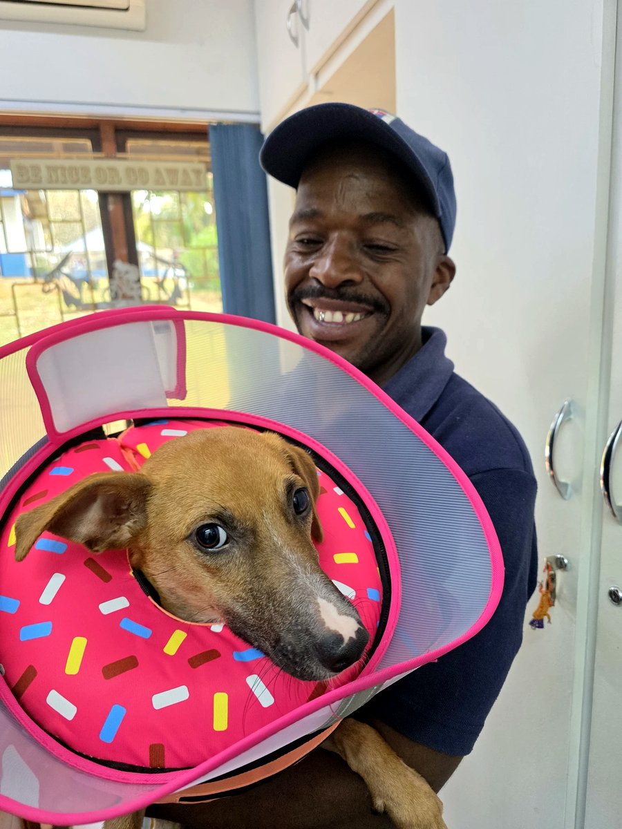Tom Tom at Kloof & Highway SPCA