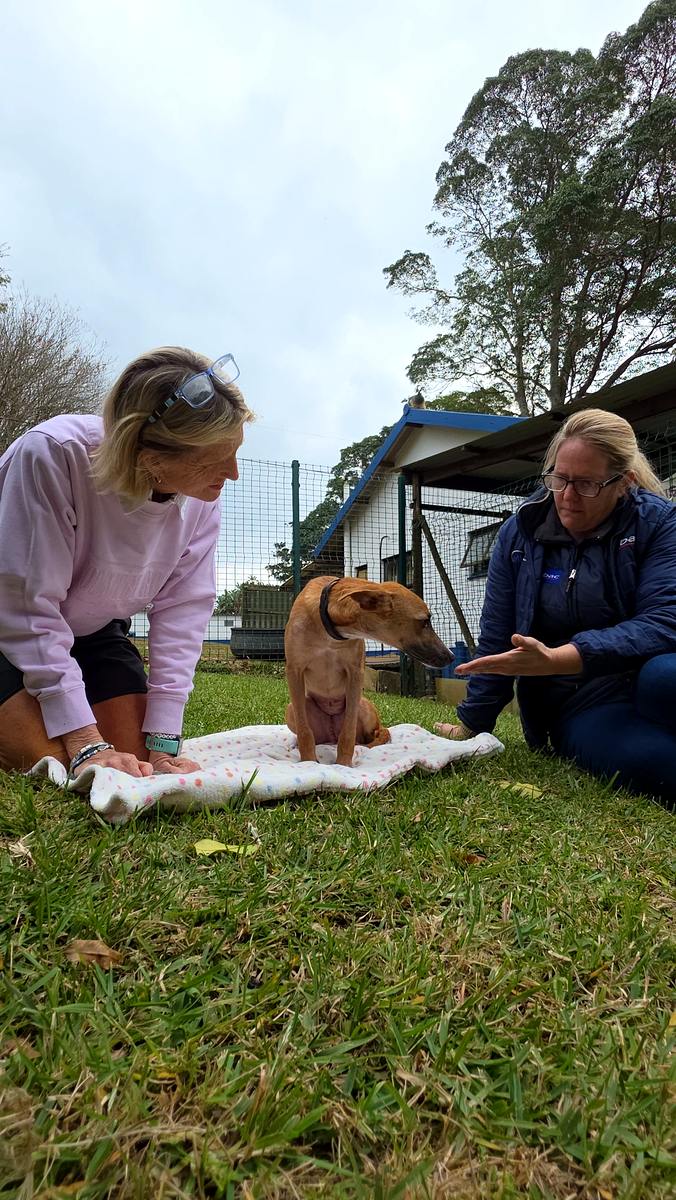 Tom Tom at Kloof & Highway SPCA