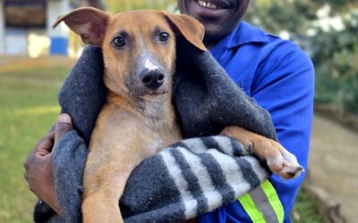 Tom Tom’s Journey: From Trauma to Trust