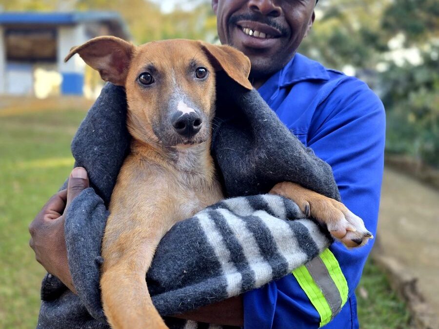 Tom Tom at Kloof & Highway SPCA